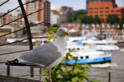 Close-up of seagull perching on railing