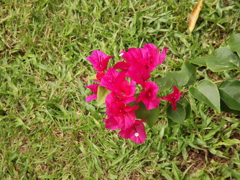 High angle view of pink flowering plants on land