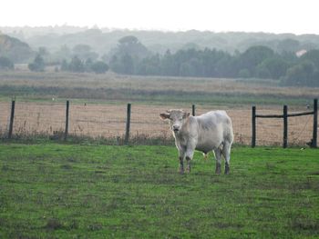 View of sheep on field
