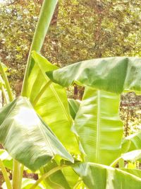 Close-up of fresh green plants