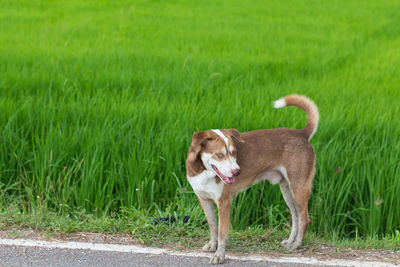 A dog is standing in front of the green rice fields