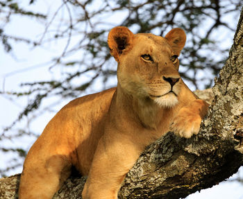 Lioness looking away