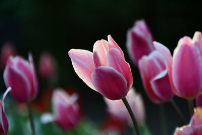 Close-up of pink flowering plant