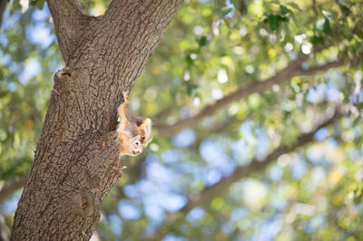 Close-up of tree trunk