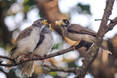 Low angle view of bird perching on tree