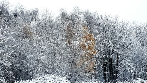 Close-up of frozen bare tree during winter