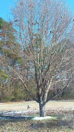 Close-up of tree against clear sky