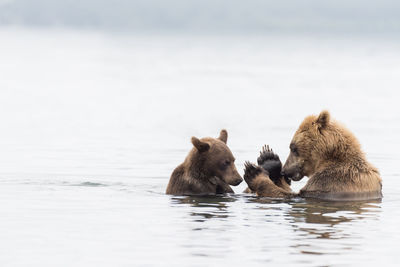 Bears in lake