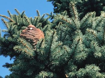 Low angle view of tree against clear sky