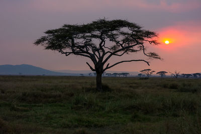 Tree on grassy field against sky at sunset