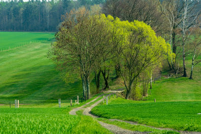 Scenic view of trees growing on field