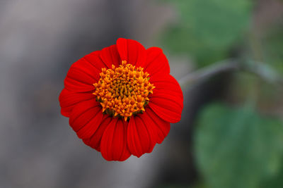 Close-up of red flower against blurred background