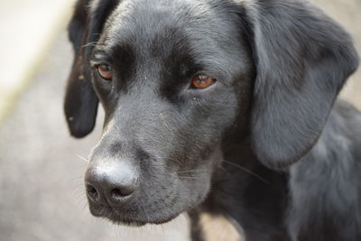 Close-up portrait of a dog