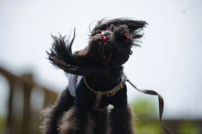 Low angle view of dog standing against clear sky