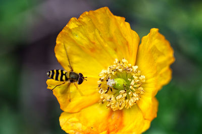 Close-up of insect on yellow flower