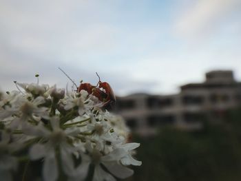 Close-up of insect on flower