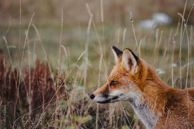 Autumn portrait of a wild fox