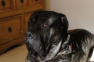 Close-up portrait of a dog