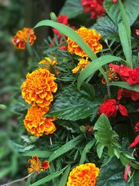 Close-up of orange marigold flowers blooming in park