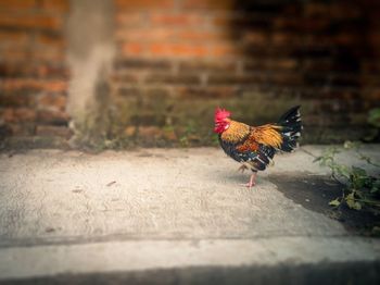 Side view of a rooster