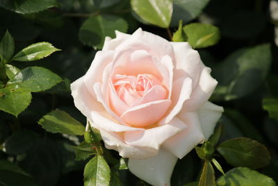 Close-up of pink rose