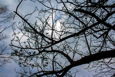 Low angle view of silhouette bare tree against sky