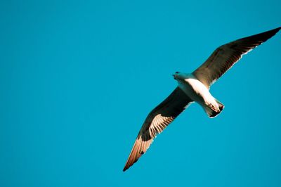 Low angle view of seagull flying