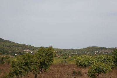 Plants growing on land against sky