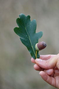 Close-up of hand holding leaves