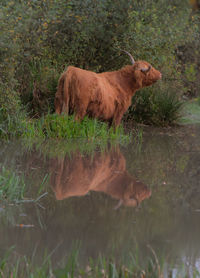 View of sheep in lake