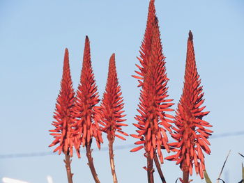 Low angle view of red flowers against clear sky