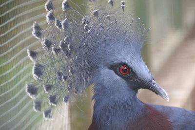 Close-up of pigeon