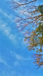 Low angle view of tree against sky