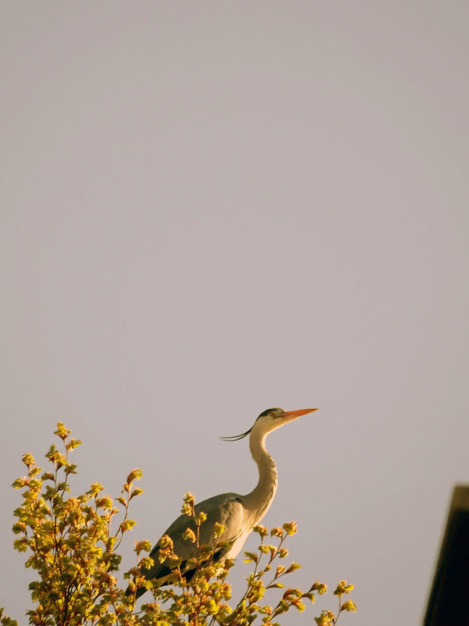 LOW ANGLE VIEW OF BIRD PERCHING ON PLANT