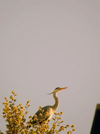 Low angle view of bird perching on plant against sky