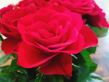 Close-up of red flower blooming outdoors