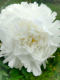 Close-up of white rose blooming outdoors