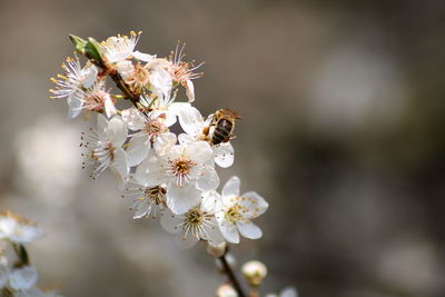 Close-up of bee on white flower