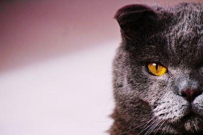 Close-up portrait of a cat