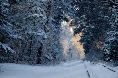 Snow covered land and trees in forest