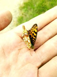 Close-up of butterfly on hand