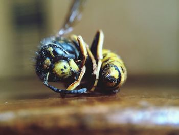 Close-up of plant against blurred background