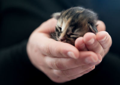 Baby cat in a woman's hand