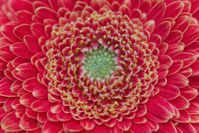 Full frame shot of pink flower