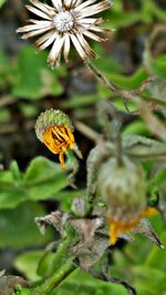 Close-up of honey bee on flower