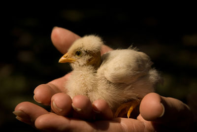 Close-up of a hand holding bird