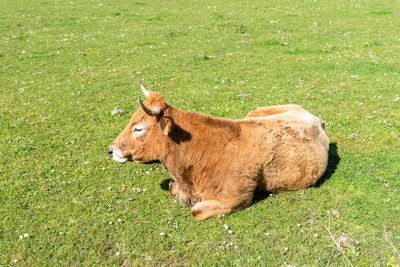 Cow in a pasture in asturias, spain