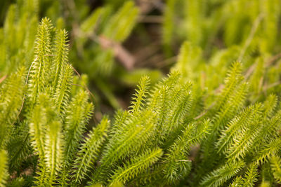 Close-up of fern leaves