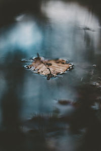 Close-up of dry leaf on water surface