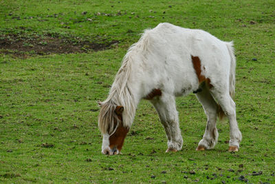 Horse grazing in a field